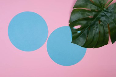 Tropikal Monstera yaprak yeşil