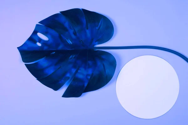 Blue tropical monstera leaf — Stock Photo, Image