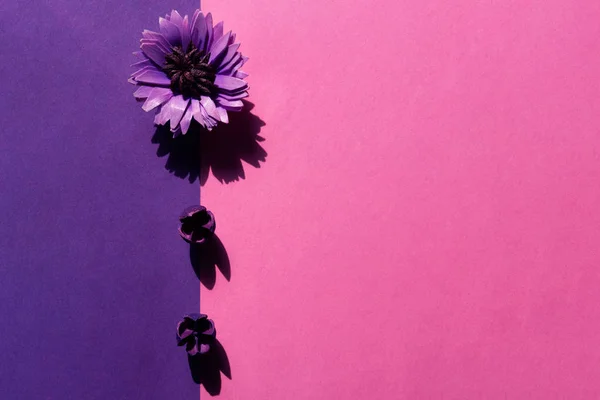 花粉红色和紫色平面背景 — 图库照片