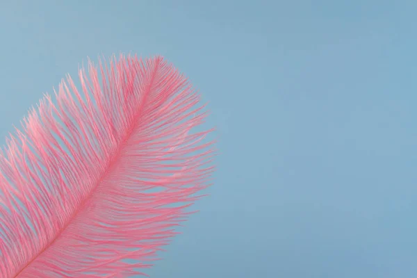 Pluma artificial rosa de cerca —  Fotos de Stock