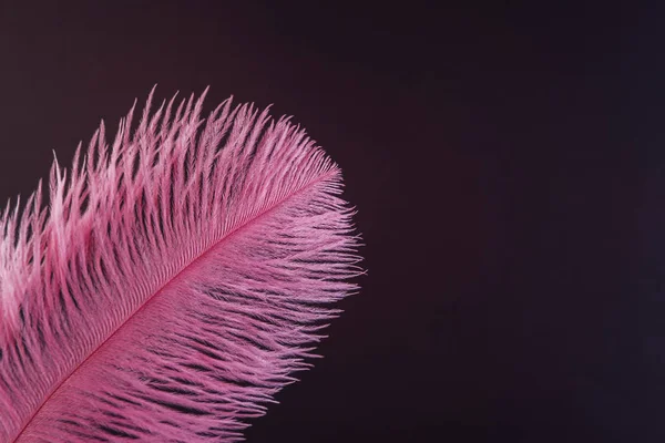 Pink feather close up