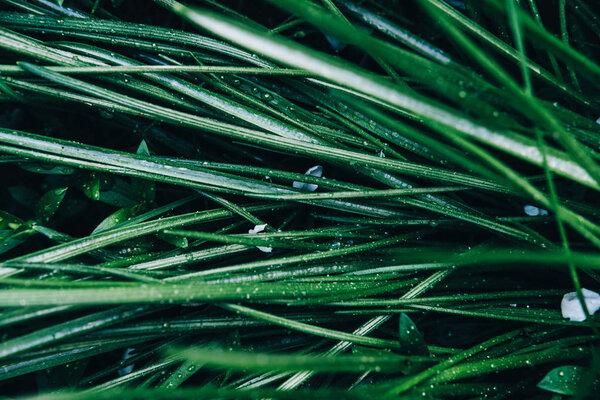 Grass top view minimalistic background