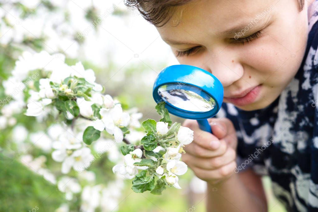 Little boy looking at flower through magnifier