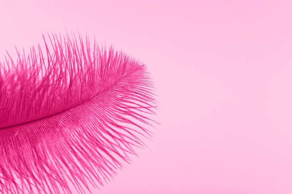 Pink artificial feather close up — Stock Photo, Image