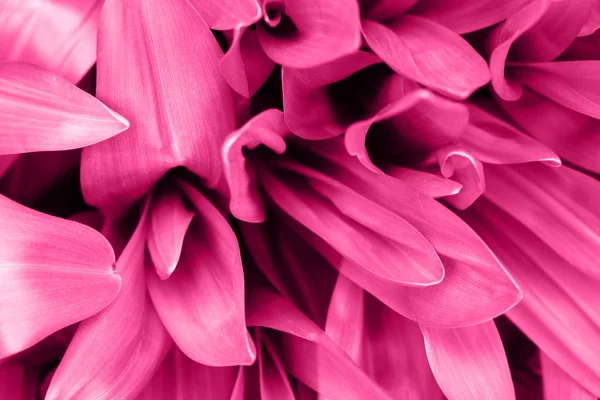 Bright magenta pink leaves top view minimalistic background — Stock Photo, Image