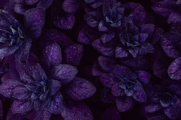 Parlak mor yaprakları üst görünümü minimalist arka plan — Stok fotoğraf