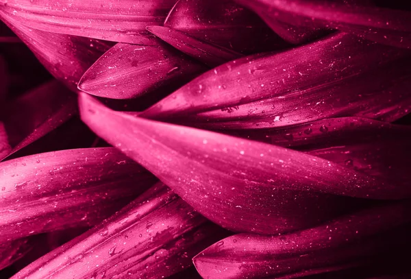 Brillante magenta rosa hojas vista superior minimalista fondo — Foto de Stock