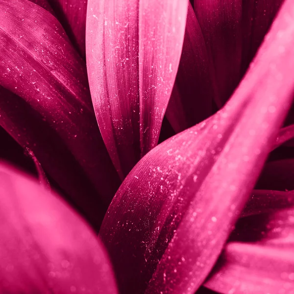 Brillante magenta rosa hojas vista superior minimalista fondo — Foto de Stock
