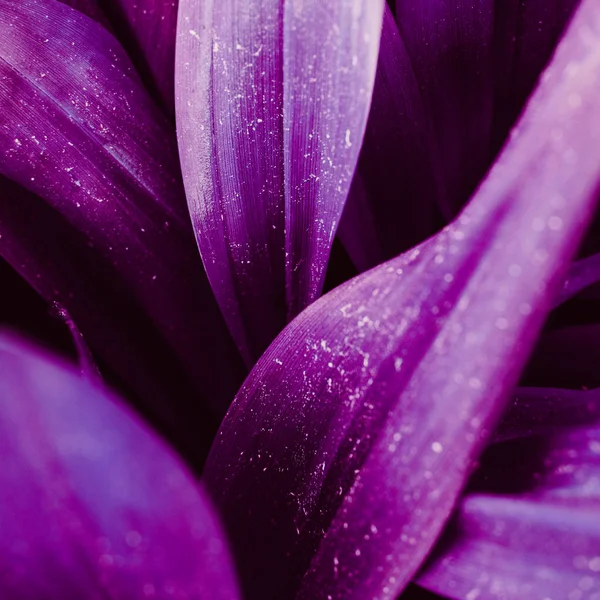 Bright purple leaves top view minimalistic background — Stock Photo, Image