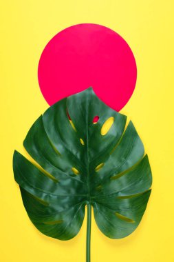 Mor tropikal monstera yaprağı