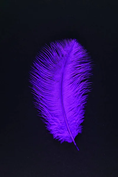 Pluma de caída aislada púrpura de cerca —  Fotos de Stock
