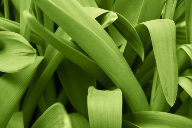 Çim minimalist arka plan