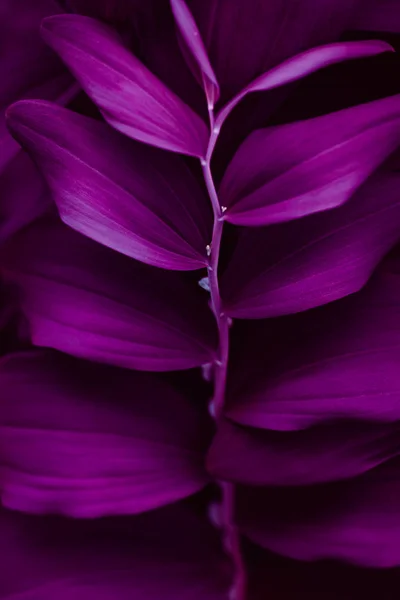 Bright magenta pink leaves top view minimalistic background — Stock Photo, Image