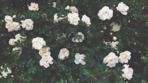 Τριανταφυλλιά με όμορφα λευκά τριαντάφυλλα — Αρχείο Βίντεο