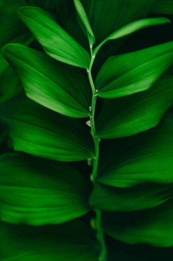 Parlak yeşil yaprakları üst görünümü minimalist arka plan