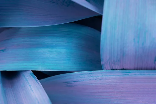 Azul brilhante deixa vista superior fundo minimalista — Fotografia de Stock