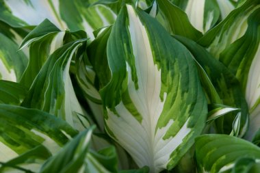 Parlak yeşil yaprakları üst görünümü minimalist arka plan