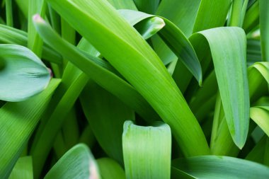 Çim minimalist arka plan