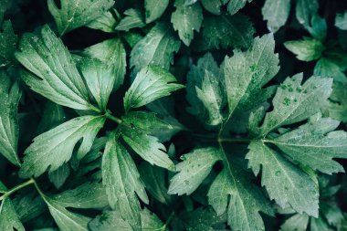 Parlak yeşil yaprakları üst görünümü minimalist arka plan