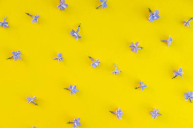 Leylak çiçeklerizole düz zemin yatıyordu