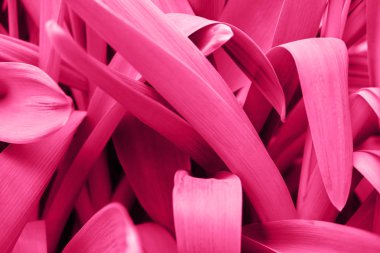 Parlak macenta pembe minimalist arka plan bırakır