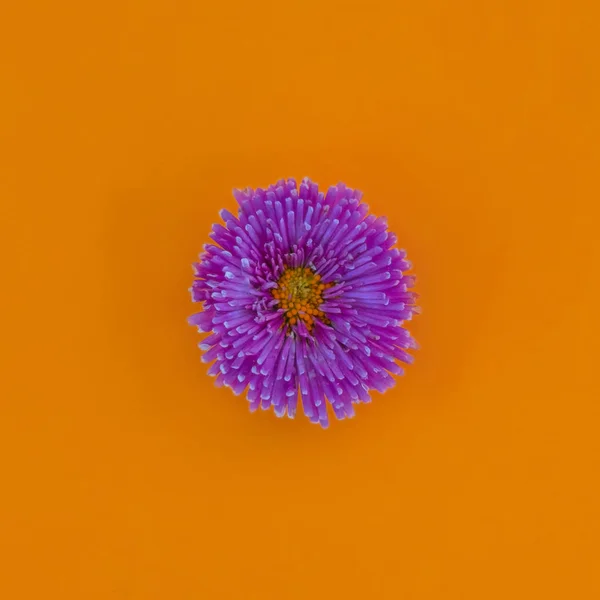 鲜艳的背景上的花与顶视图隔离 — 图库照片
