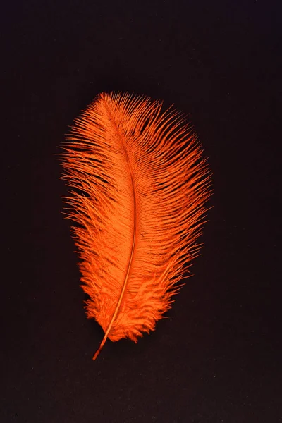 Pluma de caída aislada naranja de cerca —  Fotos de Stock