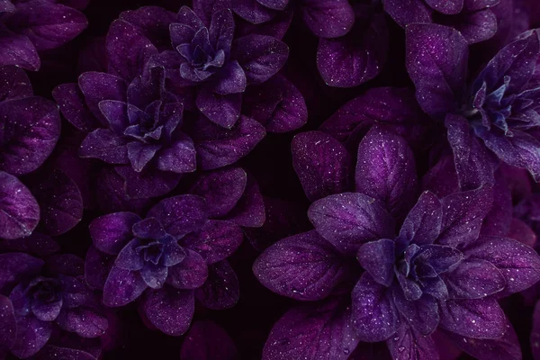 Bright purple leaves top view minimalistic background — Stock Photo, Image