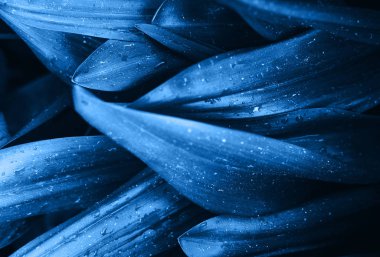 Parlak mavi pembe yaprakları üst görünümü minimalist arka plan