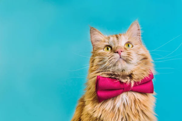 Κόκκινη γάτα με ροζ μπροστινή θέα — Φωτογραφία Αρχείου