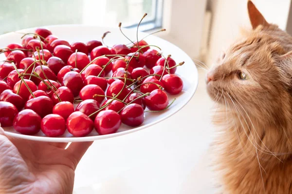 Ofreciendo cerezas a gato rojo vista lateral —  Fotos de Stock