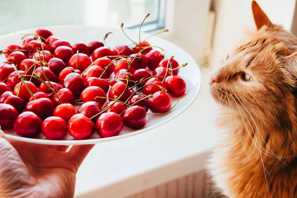 Oferecendo cerejas para vista lateral do gato vermelho — Fotografia de Stock