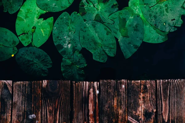 Lotus foglie sul lago vista dall'alto . — Foto Stock