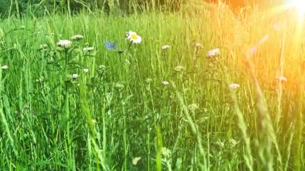 Hermosa pradera con flores y hierbas florecientes — Vídeos de Stock