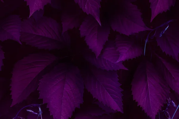 Foglie viola scuro vista dall'alto sfondo minimalista — Foto Stock
