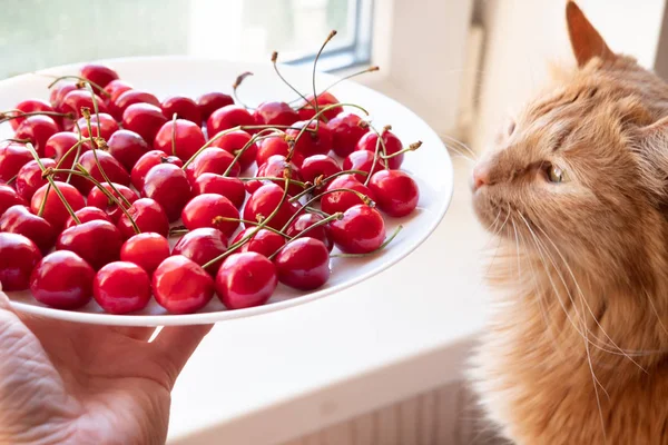 Oferecendo cerejas para vista lateral do gato vermelho — Fotografia de Stock