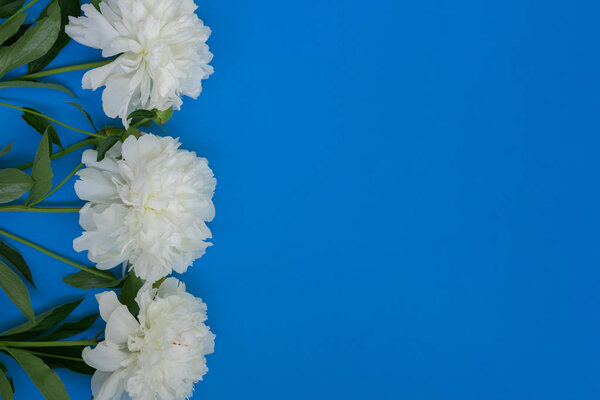 Bunch of peony flowers on blue background flat lay top view