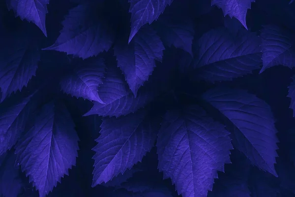 Violet leaves closeup background