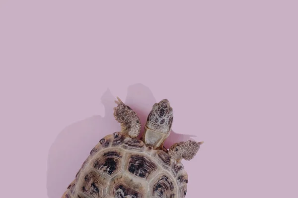 Schildkröte auf rosa Hintergrund — Stockfoto