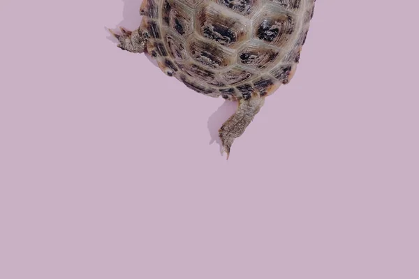 Skildpadde på lyserød baggrund - Stock-foto