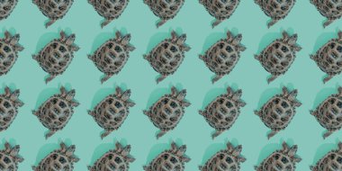 Pembe arka planda kaplumbağa