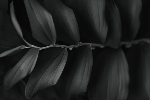 Dark leaves closeup view background