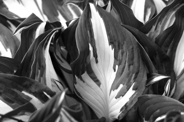 Dark leaves closeup view background