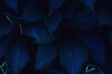 Parlak mavi pembe yaprakları üst görünümü minimalist arka plan