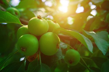 Dal üzerinde yeşil elma