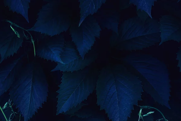 Brillante azul rosa hojas vista superior minimalista fondo —  Fotos de Stock