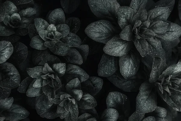 Folhas escuras close-up vista fundo — Fotografia de Stock