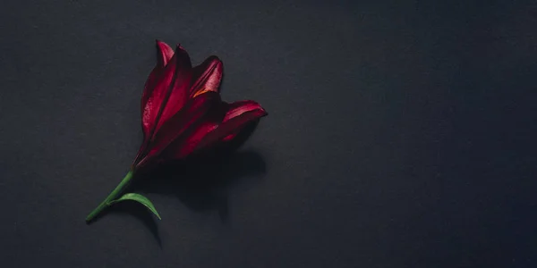 Koyu gri düz kırmızı çiçek arka planda yatıyordu — Stok fotoğraf
