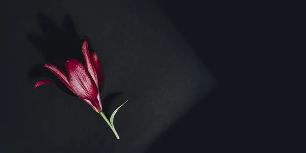 Koyu gri düz kırmızı çiçek arka planda yatıyordu — Stok fotoğraf