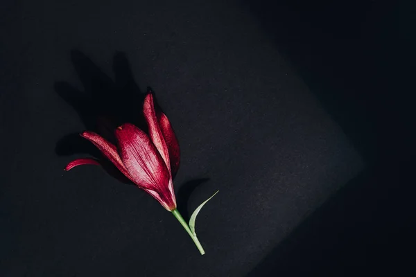 Red flower on dark gray flat lay background